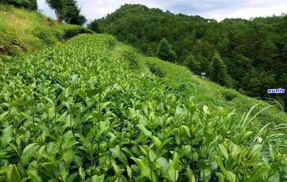 茶叶放在屋里的风水好吗（茶叶应该放在家里的什么位置）《茶叶放在房间里好吗》