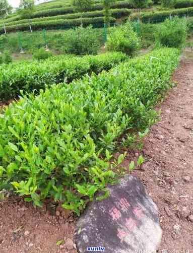 门前种茶叶好不好，门前种植茶叶：一种好的选择吗？