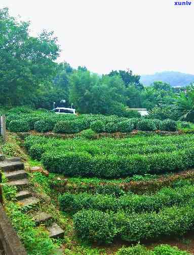 门前种茶叶好不好，门前种植茶叶：一种好的选择吗？