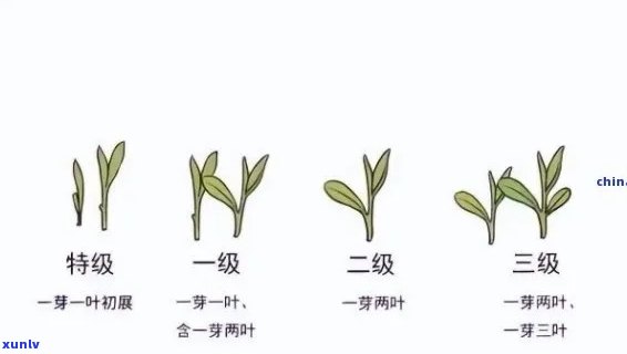 茶叶等级一级好还是三级好，茶叶等级：一级 vs 三级，哪个更好？