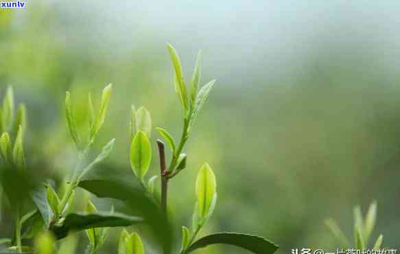 茶叶明前雨前哪个好-茶叶明前雨前有什么区别