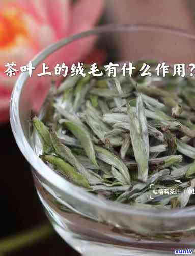 茶叶上有毛毛，茶叶表面的毛毛是什么？对健有影响吗？