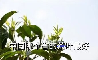 中国茶叶哪个省的好-中国茶叶哪个省的好吃