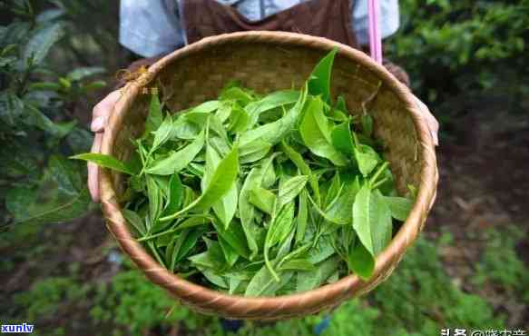 州哪里的茶叶，探寻州茶叶产地，品尝最地道的龙井茶！