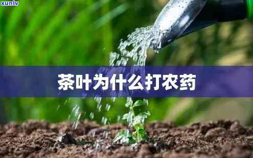 茶叶打什么农药用？全解答！