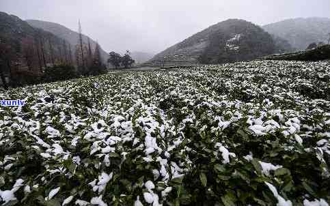 茶叶害虫名称及图片-茶叶害虫名称及图片大全