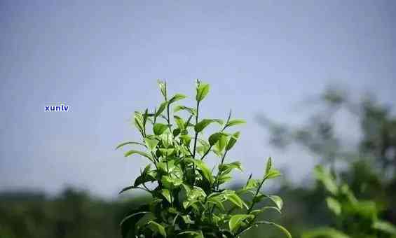 喝起来香甜的茶叶，品味香甜：探索美味茶叶的世界