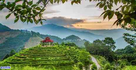 张天福茶叶：好茶还是坏？