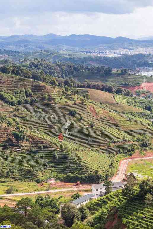 茶叶有哪些种类名称功效，探究茶叶的种类与功效：从乌龙茶到普洱茶，你不可不知的茶叶知识