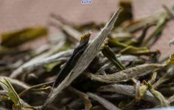 茶叶毫毛多说明茶叶质量好？对身体有益吗？