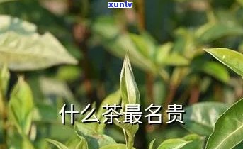 名贵茶叶指的是什么-名贵茶叶指的是什么茶