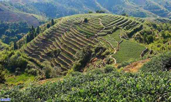 海拔越高茶叶越好吗-海拔越高茶叶越好吗为什么