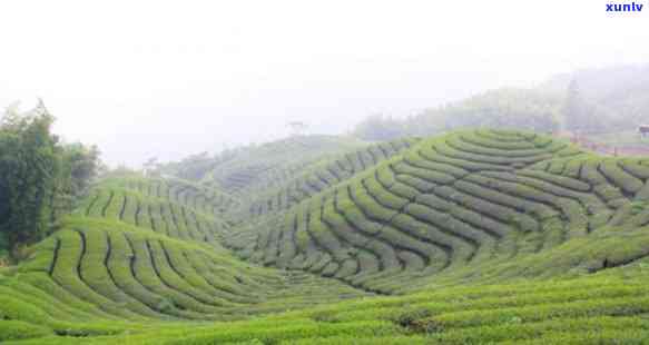 海拔越高茶叶越好吗-海拔越高茶叶越好吗为什么