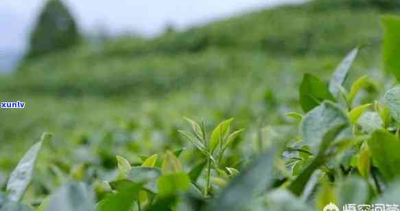 海拔越高茶叶越好吗-海拔越高茶叶越好吗为什么