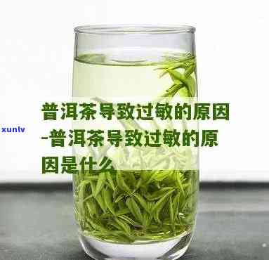 有没有人对茶过敏：寻找答案