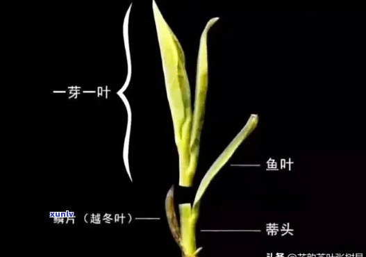 茶叶中一芽一叶是什么？详解其含义与种类