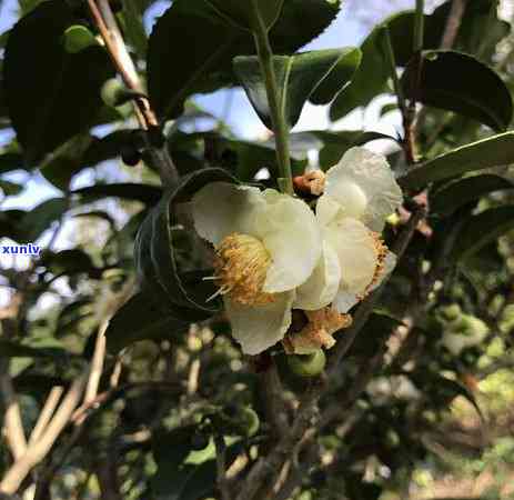 泡过的茶叶可以食用吗，茶叶泡过后是否能吃？探讨其安全性和营养价值