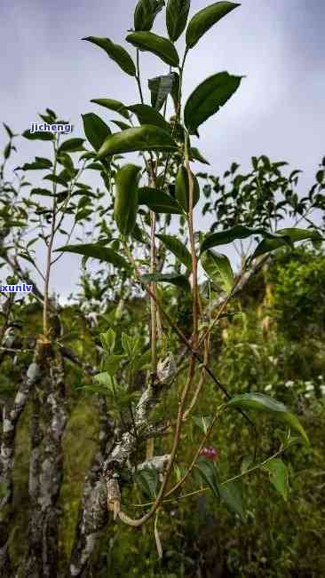 像树枝的茶叶是什么品种，探索神秘的茶叶品种：像树枝般的茶叶是何方神圣？