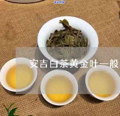 安吉黄金叶茶怎么冲泡，如何冲泡安吉黄金叶茶？