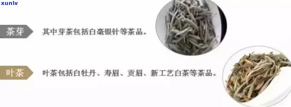 全面解析：茶叶种类及功效与作用表与图片