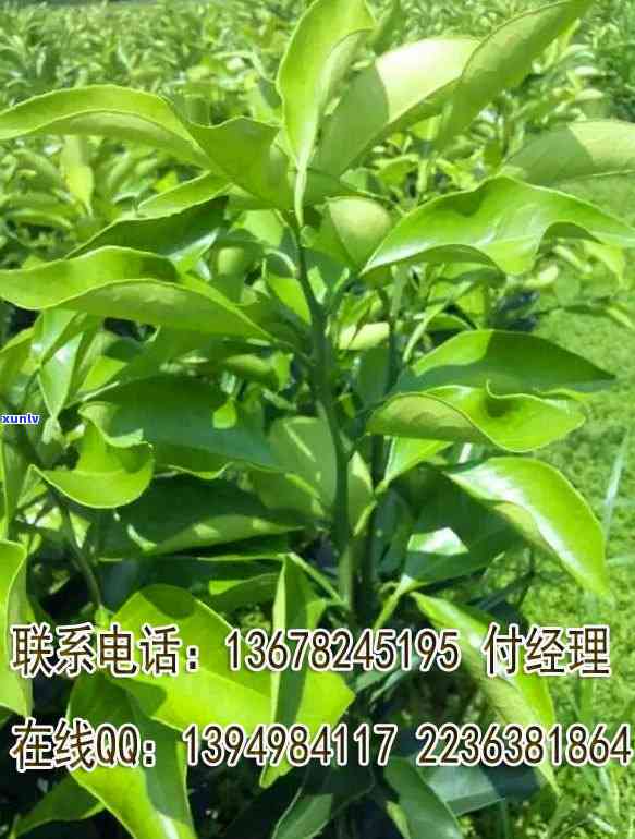 不同品种的茶叶营养价值一样吗，探究茶叶营养：不同品种有何差异？