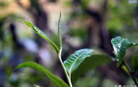 老树茶叶有什么功效和作用，探秘老树茶叶的神奇功效与作用