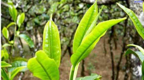 老树茶叶有什么功效和作用，探秘老树茶叶的神奇功效与作用