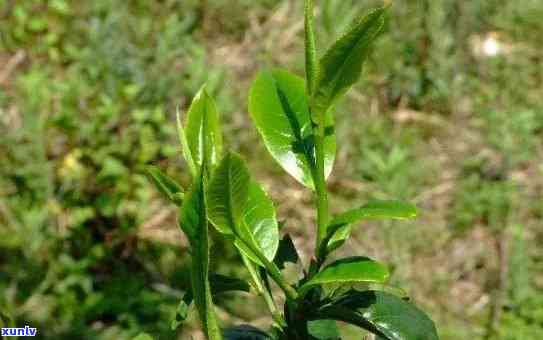 老树茶叶有什么功效与作用，探秘老树茶叶的神奇功效与作用