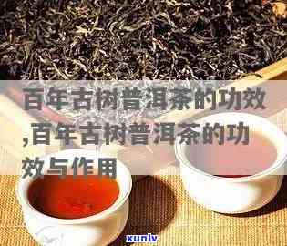 百年老树茶叶的功效与作用详解及饮用禁忌