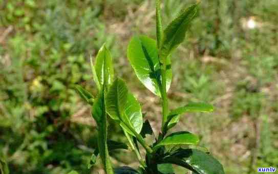 百年老树茶叶的功效-百年老树茶叶的功效与作用