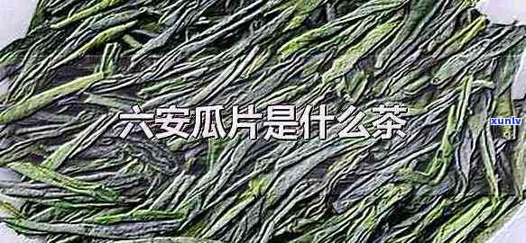 六安瓜片茶叶的功效与作用全面解析