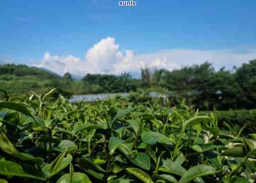 十万大山茶叶香味怎么很浓，探秘十万大山茶叶：为何其香味如此浓？