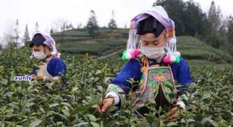 十万大山：红茶or绿茶？详解其品种与功效