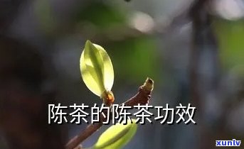 二十多年陈茶的功效及作用解析