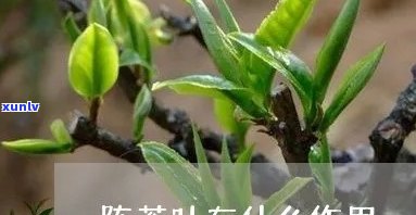 二十多年陈茶的功效及作用解析