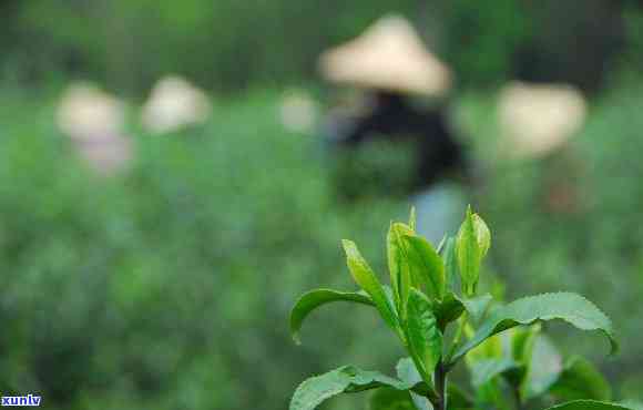 适合茶叶视频的特效-适合茶叶视频的特效软件