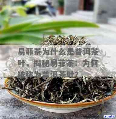 菲茶叶有什么功效-菲茶叶有什么功效和作用