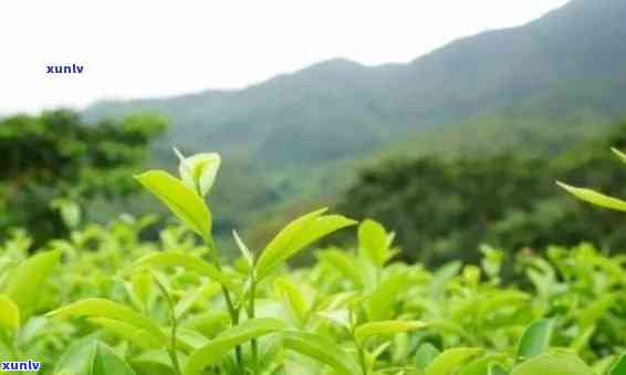 青山绿水茶叶的功效-青山绿水茶叶的功效与作用