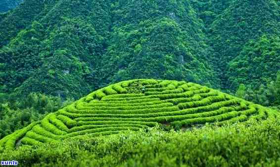 青山绿水茶叶的功效-青山绿水茶叶的功效与作用