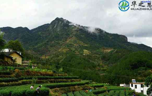 西翠兰茶厂：排名、地址一览