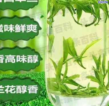 西翠兰茶叶的功效-西翠兰茶的功效与作用