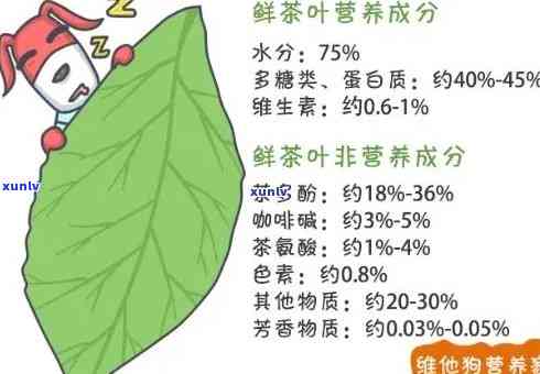 全面解析：茶叶所含成分及功效表