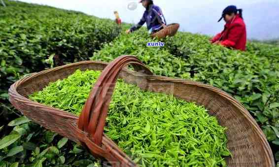 朝阳大把抓茶叶功效-大把抓茶叶的功效与作用