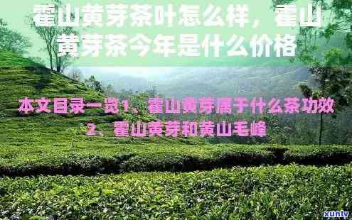 山黄芽茶叶价格多少？一盒多少钱？全网最全报价一览