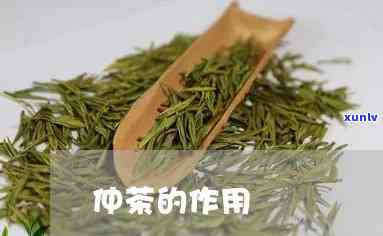 仲茶叶有什么功效-仲茶的妙用