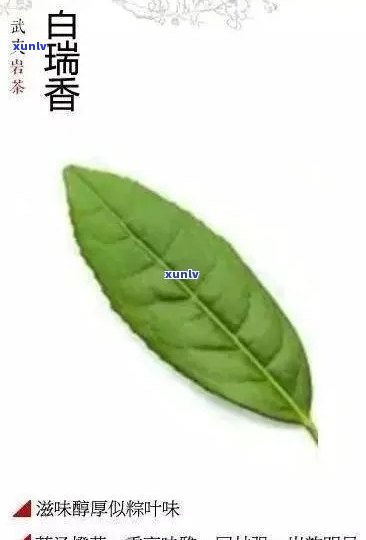 百瑞香茶：功效、作用及禁忌全解析