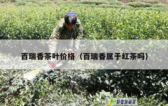 百瑞香茶属于什么茶类？详解其所属茶种