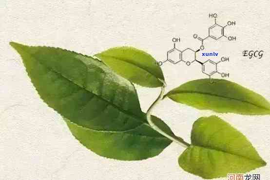 茶叶中氨基酸的功效有哪些，探究茶叶中氨基酸的神奇功效