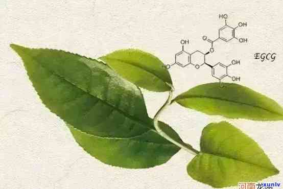 深入解析：茶叶中氨基酸的功效、作用及禁忌