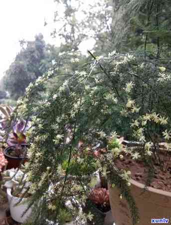 茶叶种花有没有肥效-茶叶种花有没有肥效期